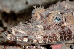 Crocodile fish by John Loving 
